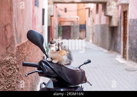 Ein süßes kleines Kätzchen aus Calico, Felis catus, sitzt auf einem geparkten Motorradlenker. Das Kätzchen ist eine Straßenkatze in der Medina Marrakesch Stockfoto