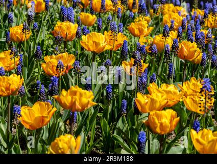 Dekorative Tulpenbetten In Park, Berlin, Deutschland Stockfoto