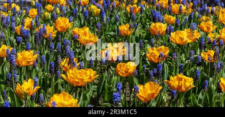 Dekorative Tulpenbetten In Park, Berlin, Deutschland Stockfoto