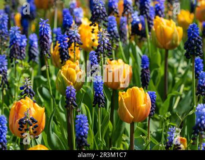 Dekorative Tulpenbetten In Park, Berlin, Deutschland Stockfoto