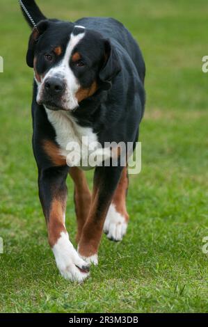 Der große Schweizer Berghund geht direkt in Richtung Kamera Stockfoto