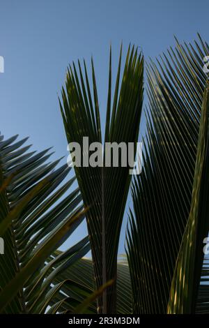 Palmenblätter am blauen Himmel, Nahaufnahme. Tropischer Hintergrund Stockfoto