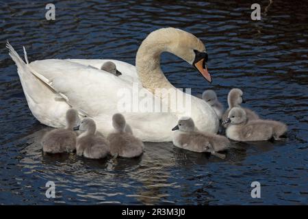 Shore, Leith, Edinburgh, Schottland, Großbritannien. 24. Mai 2023 Schwimmen Sie zuerst nach stummen Schwan-Zygneten von ihrem Nest am Wasser von Leith. Nach einer kalten Brise am frühen Morgen wechselte die Sonne um die Mutter stumm Schwan und ihre Zygneten aufzuwärmen und nach einer kleinen Vorbereitung der sich bewegenden Zweige, um vielleicht den Eintritt und die Rückkehr ins Wasser zu erleichtern, führte sie acht der neun Zygneten ins Wasser Zum ersten Mal. Der, der zurückgelassen wurde, wurde erst heute Morgen geboren. Kredit: Arch White/alamy Live News. Stockfoto