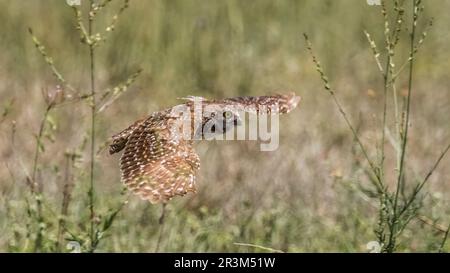 Eiche im Flug in Cape Coral Florida, USA Stockfoto