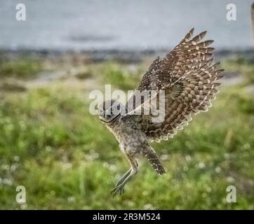 Eiche im Flug in Cape Coral Florida, USA Stockfoto