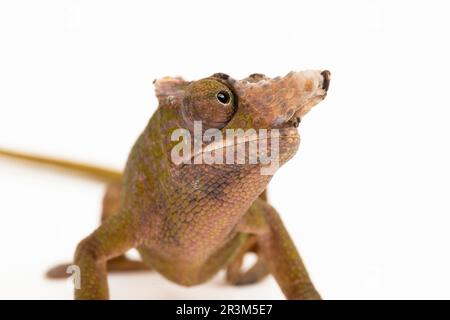 Chamäleon Fischer Kinyongia fischeri isoliert auf weißem Hintergrund Stockfoto