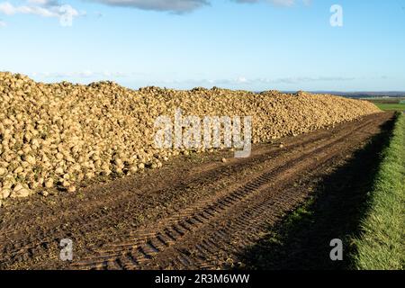 Zuckerrüben in der Region Wetterau, Hessen Stockfoto