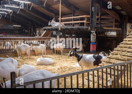 Ziegen in einem Ziegenhütten auf der Ziegenfarm Ridammerhoeve im Herzen des Amsterdamse Bos, nahe Amsterdam, Niederlande. Stockfoto