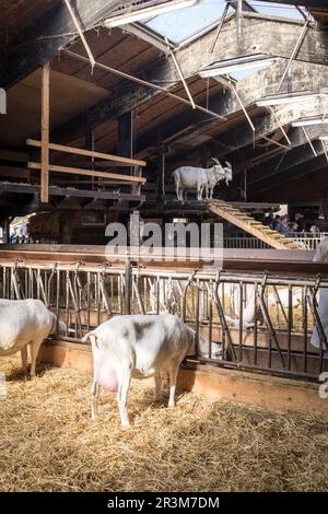 Ziegen in einem Ziegenhütten auf der Ziegenfarm Ridammerhoeve im Herzen des Amsterdamse Bos, nahe Amsterdam, Niederlande. Stockfoto