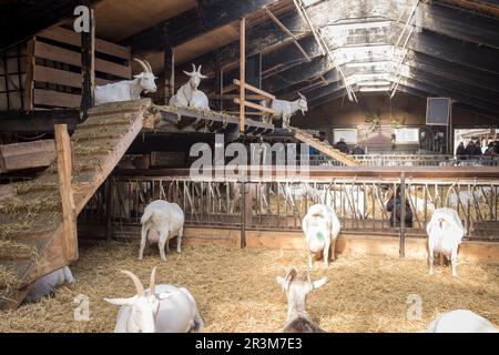 Ziegen in einem Ziegenhütten auf der Ziegenfarm Ridammerhoeve im Herzen des Amsterdamse Bos, nahe Amsterdam, Niederlande. Stockfoto