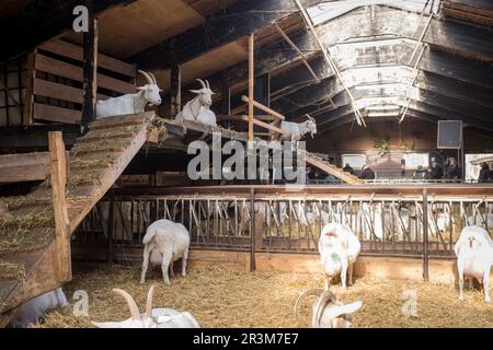 Ziegen in einem Ziegenhütten auf der Ziegenfarm Ridammerhoeve im Herzen des Amsterdamse Bos, nahe Amsterdam, Niederlande. Stockfoto