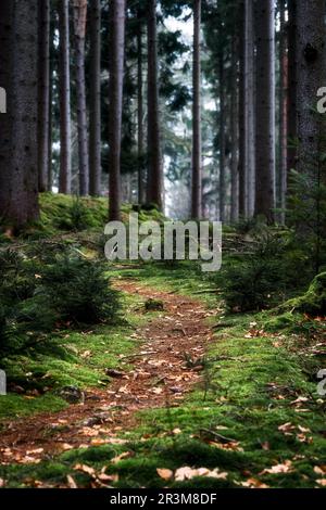 Waldwanderweg im Herbst bei Stuttgart Stockfoto