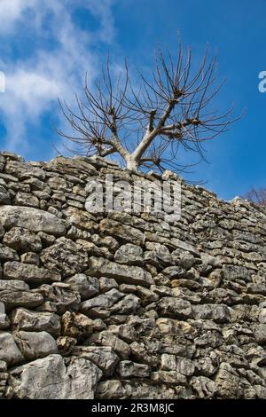 Alte, trockene Steinmauer aus Steinen mit bläulichen Pappelbäumen, die von hinten herausragen. Stockfoto