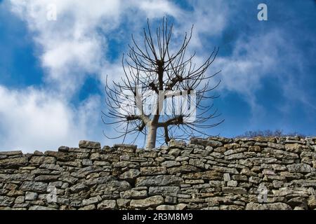 Alte, trockene Steinmauer aus Steinen mit bläulichen Pappelbäumen, die von hinten herausragen. Stockfoto