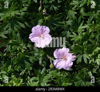 Geranium sanguineum var. Striatum Stockfoto