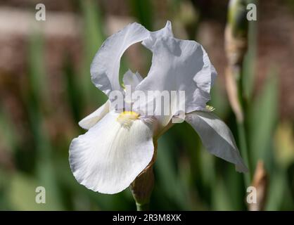 Iris 'Weiße Stadt' Stockfoto