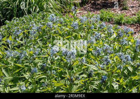 Amsonia tabernaemontana 'Stella Azul' Stockfoto