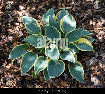 Hosta 'ersten Frost" Stockfoto