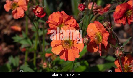 Geum Scarlet Tempest Stockfoto
