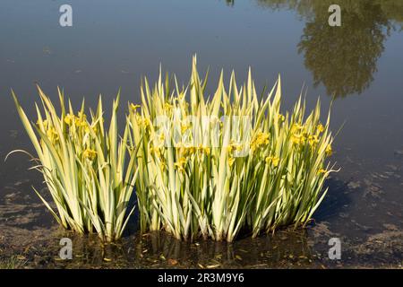 Variegierte Gelbe Fahne Iris Stockfoto