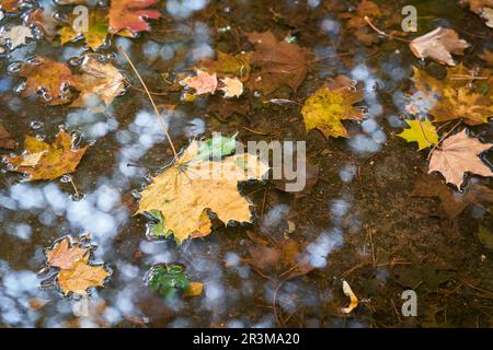 Blätter von Norwegenapfel in einer Pfütze bei feuchtem Herbstwetter in einem Park in Polen Stockfoto