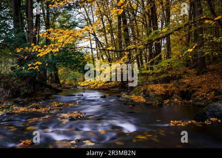 Herbstzauber auf einer Flusslandschaft in Lusatia - LÃ¶bauer Wasser 24 Stockfoto