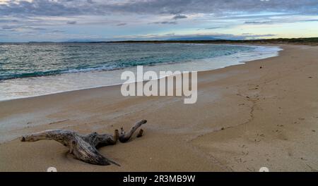 Eine weiße sandige Bucht mit türkisfarbenem Wasser und Treibholz an der Westküste Sardiniens im Abendlicht Stockfoto