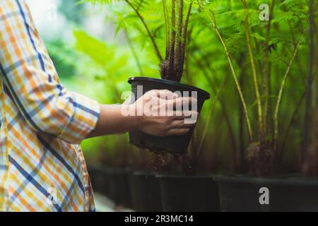 Junge Landwirtin in einem Gewächshaus, die Farne in Töpfen pflegt. Grünfarne in Töpfen auf Regalen auf einem Pflanzenmarkt. Stockfoto