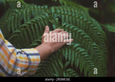 Nahaufnahme einer Junglandwirtin, die Farne in Töpfen im Gewächshaus von Hand pflegt. Grünfarne in Töpfen auf Regalen auf einem Pflanzenmarkt. Stockfoto