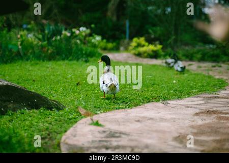 Eine Schar von Stockenten grast im Garten. Mallard-Ente, die auf dem Gras läuft. Stockfoto