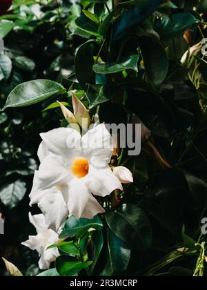 Nahaufnahme der weißen Blüten von Dipladenia Sundaville mit weichem Fokus im grünen Laubhintergrund Stockfoto