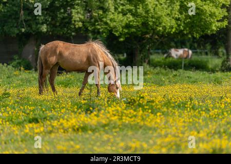 Pferd auf einer grünen Weide mit gelben Butterblumen. Bas-Rhin, Collectivite europeenne d'Alsace, Grand Est, Frankreich. Stockfoto