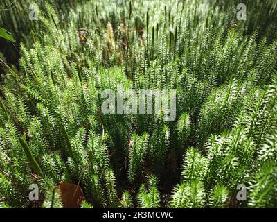 Dichte Vegetation im Wald. Dickicht in einem dichten Wald. Zypressenblättriger Zopf-Moos-Nahaufnahme. Hypnum Stockfoto