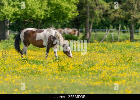 Pferd auf einer grünen Weide mit gelben Butterblumen. Bas-Rhin, Collectivite europeenne d'Alsace, Grand Est, Frankreich. Stockfoto