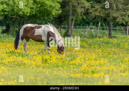 Pferd auf einer grünen Weide mit gelben Butterblumen. Bas-Rhin, Collectivite europeenne d'Alsace, Grand Est, Frankreich. Stockfoto