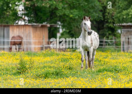 Pferd auf einer grünen Weide mit gelben Butterblumen. Bas-Rhin, Collectivite europeenne d'Alsace, Grand Est, Frankreich. Stockfoto