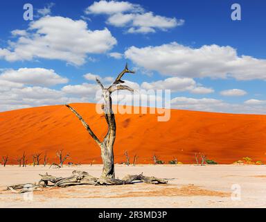 Leuchtend große rote und orangefarbene Sanddünen Stockfoto