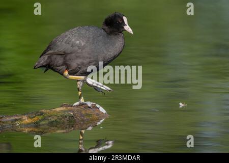 Eurasische Mücke (Fulica atra), die ihre Federn auf einem Fluss reinigt. Bas-Rhin, Collectivite europeenne d'Alsace, Grand Est, Frankreich. Stockfoto