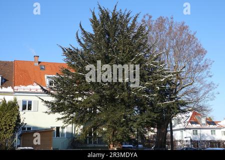 Taxus baccata, Eibe Stockfoto