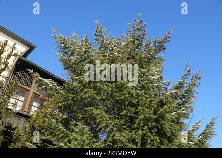 Pseudotsuga douglasii SYN. P. menziesii, douglas Tanne Stockfoto