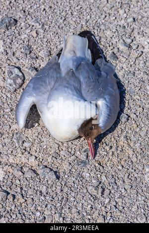 Tote Schwarzkopfmöwe auf dem Boden, wahrscheinlich von der Vogelgrippe Stockfoto