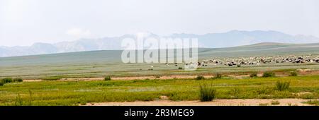 Panoramablick auf eine Schaf- und Ziegenherde, die in den Steppen der Mongolei in der bulgarischen Provinz weidet. Stockfoto