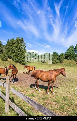 Pferde auf einer Wiese auf dem Land reiten Stockfoto