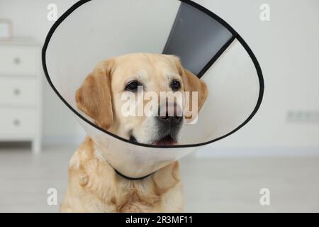 Trauriger Labrador Retriever mit Schutzkragen im Zimmer Stockfoto