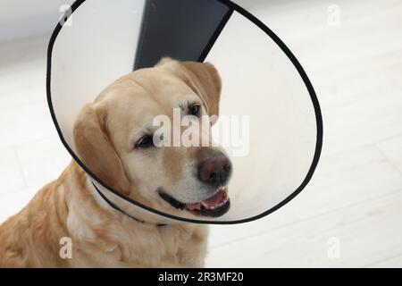 Sad Labrador Retriever mit Schutzkragen im Innenbereich Stockfoto