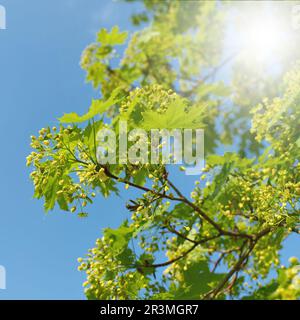 Infloreszenz und junge grüne Blätter des norwegischen Ahorns Acer platanoides im Frühjahr Stockfoto