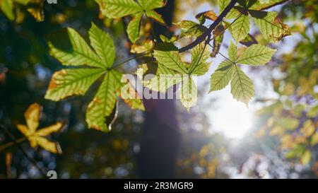 Blätter einer Rosskastanie Aesculus hippocastanum, in einem Park gegen das Licht bei Sonnenuntergang Stockfoto