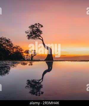 Die Mangroven von Walakiri Beach, Sumba Island, Indonesien bei Sonnenuntergang und Ebbe in sanftem Licht. Sie heißt tanzende Bäume. Stockfoto