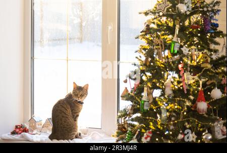 Die Katze sitzt auf dem Fensterbrett in den Lichtern der Weihnachtsbaumgranate. Weihnachten, Neujahr. Festliche, gemütliche Stimmung, Stockfoto