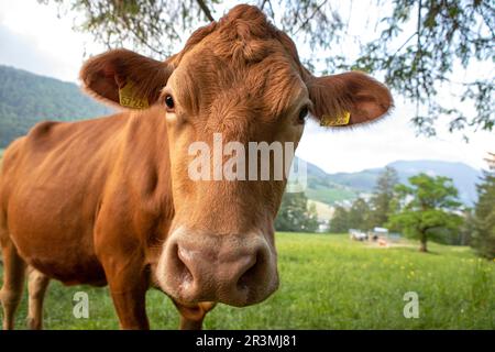 Nahaufnahme von Kuh der Rasse simmental auf grüner Weide in Bergen, Tiergesicht und grünem Gras auf der Wiese in der Schweiz. Braune Kuh, die neugierig aussieht Stockfoto